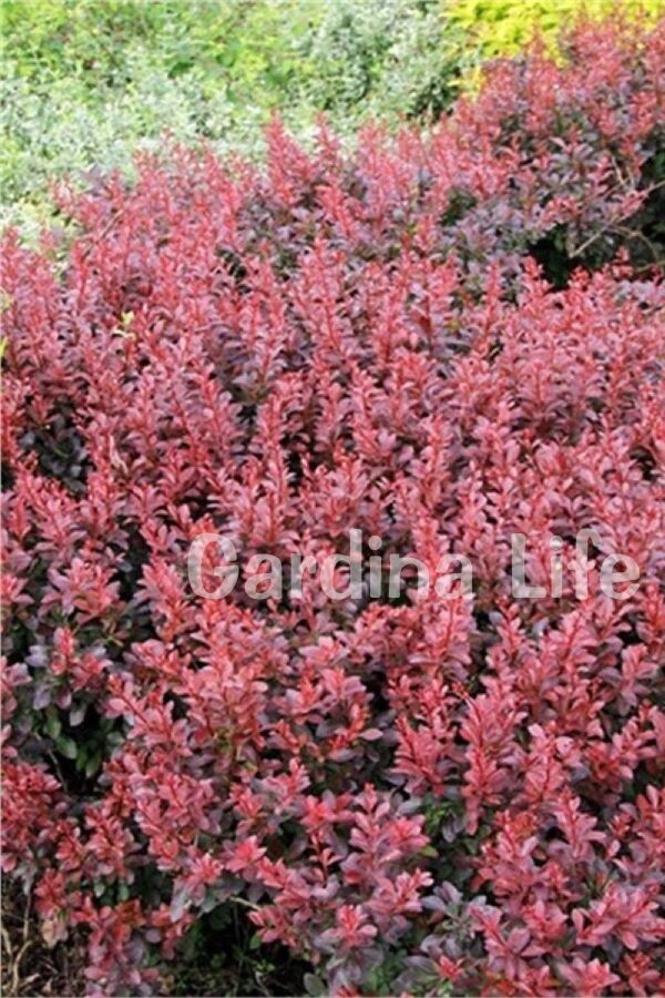 Berberis Fidanı Bodur Cins ( Berberis Thunbergii Red Jewel )