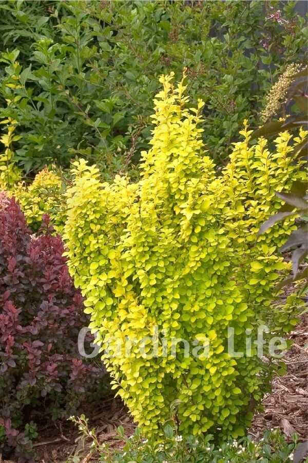 Berberis Fidanı Bodur Cins Sarı Yapraklı ( Berberis Thunbergii Maria )