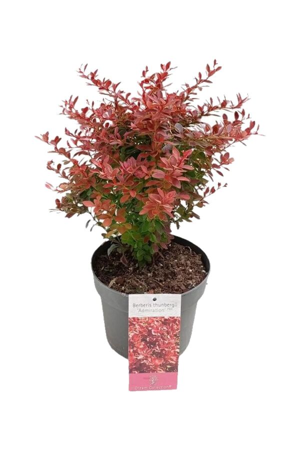 Berberis Fidanı Bodur Cins Yeşil Kenarlı ( Berberis Thunbergii Admiration )