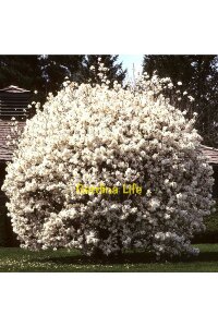 Beyaz Çiçekli Manolya Fidanı  ( Yıldız Manolya - Magnolia Stellata ) - 2