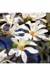 Beyaz Çiçekli Manolya Fidanı  ( Yıldız Manolya - Magnolia Stellata ) - 3