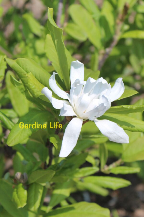 Beyaz Çiçekli Manolya Fidanı  ( Yıldız Manolya - Magnolia Stellata ) - 5