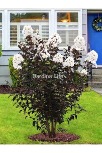 Beyaz Çiçekli Oya Ağacı Fidanı  (LAGERSTROMİA BLACK TİGER WHITE) - 1
