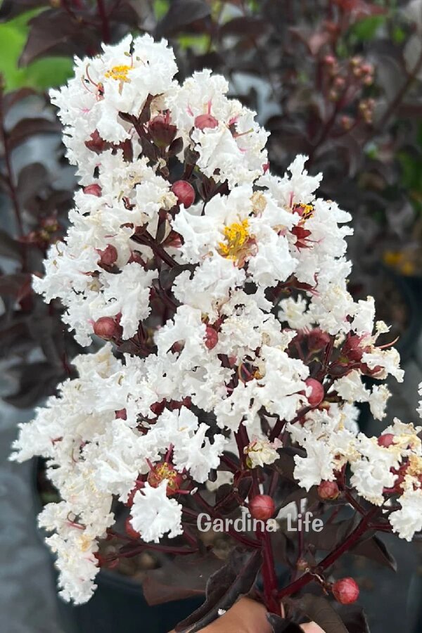 Beyaz Çiçekli Oya Ağacı Fidanı  (LAGERSTROMİA BLACK TİGER WHITE) - 3