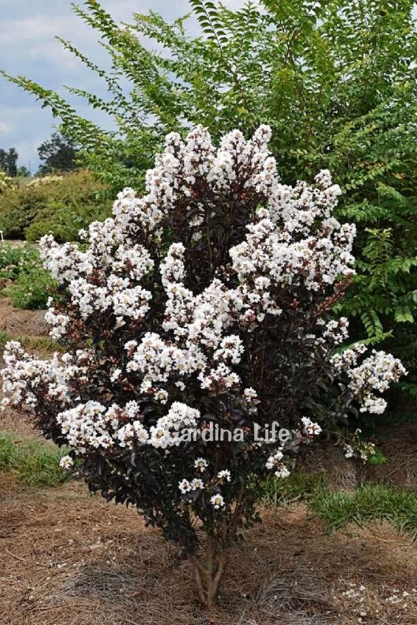 Beyaz Çiçekli Oya Ağacı Fidanı  (LAGERSTROMİA BLACK TİGER WHITE) - 5