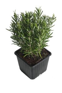 Biberiye Fidanı ( Rosmarinus Officinalis ) 2 Yaş - 2