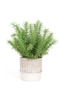 Biberiye Fidanı ( Rosmarinus Officinalis ) 2 Yaş - 3