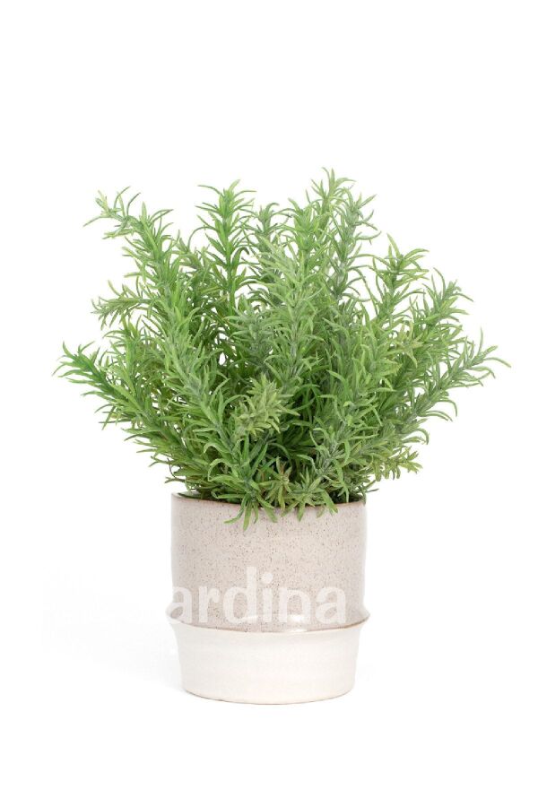 Biberiye Fidanı ( Rosmarinus Officinalis ) 2 Yaş - 3