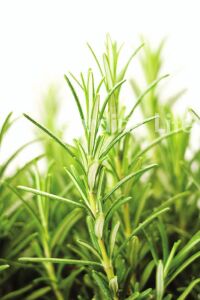Biberiye Fidanı ( Rosmarinus Officinalis ) 2 Yaş - 4