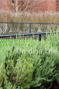Biberiye Fidanı ( Rosmarinus Officinalis ) 2 Yaş - 5