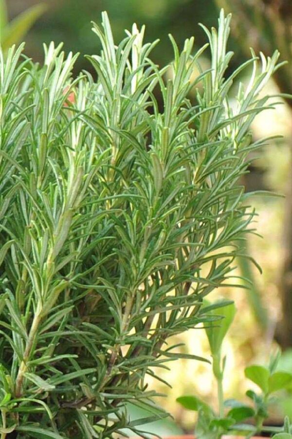 Biberiye Fidesi ( Rosmarinus Officinalis ) Riviera  10 Cm Saksıda - 1