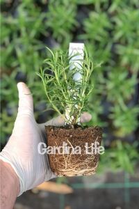 Biberiye Fidesi ( Rosmarinus Officinalis ) Riviera  10 Cm Saksıda - 2