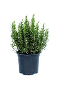 Biberiye Fidesi ( Rosmarinus Officinalis ) Riviera  10 Cm Saksıda - 5