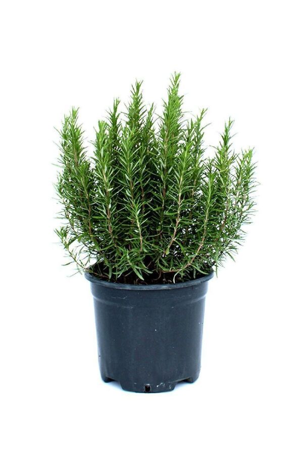 Biberiye Fidesi ( Rosmarinus Officinalis ) Riviera  10 Cm Saksıda - 5