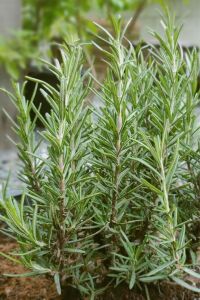 Biberiye Fidesi ( Rosmarinus Officinalis ) Riviera  10 Cm Saksıda - 6
