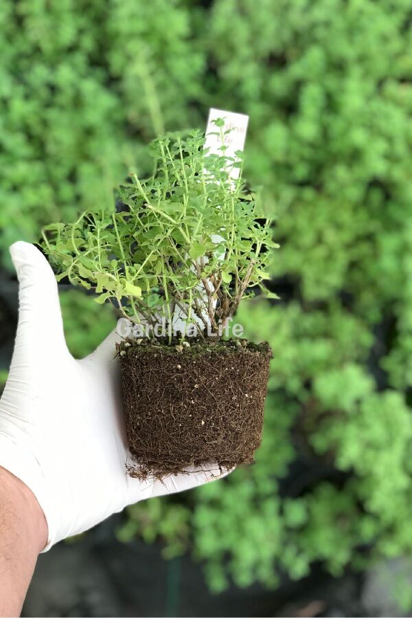 Bilye Kekik Fidesi ( Thymus Vulgaris )  - 1
