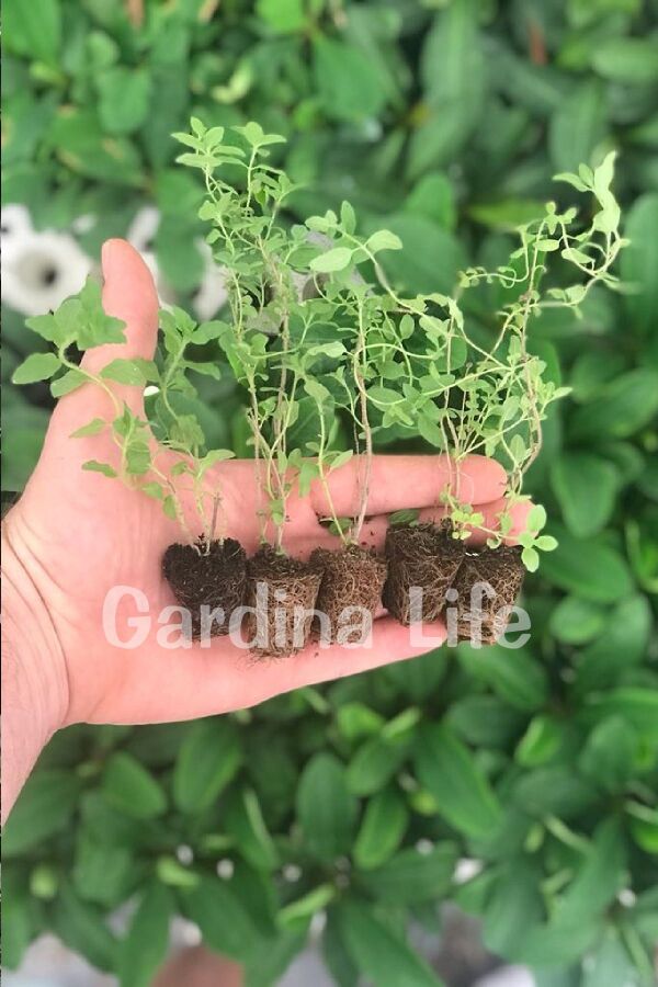 Bilye Kekik Fidesi ( Thymus Vulgaris ) 