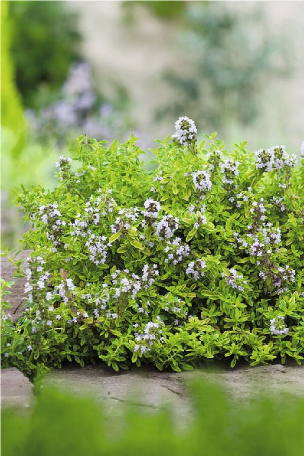 Bilye Kekik Fidesi ( Thymus Vulgaris )  - 3