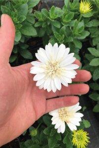 Bodrum Papatya Fidesi  Giga White  ( Osteospermum Double Erato) - 1