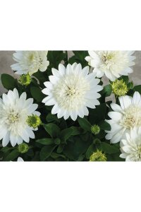 Bodrum Papatya Fidesi  Giga White  ( Osteospermum Double Erato) - 3