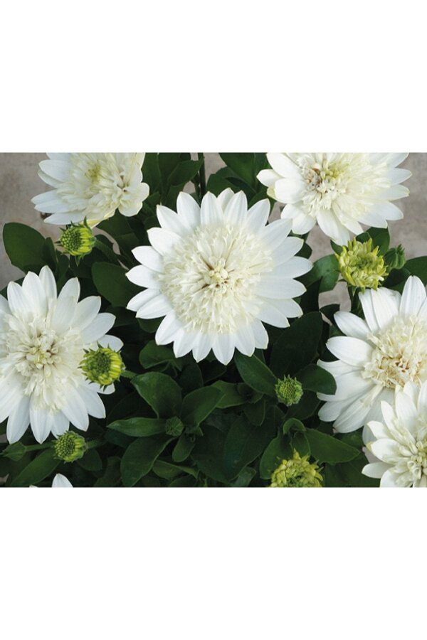 Bodrum Papatya Fidesi  Giga White  ( Osteospermum Double Erato) - 3