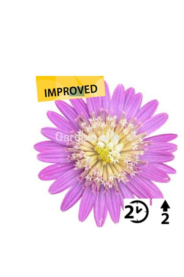 Bodrum Papatya Fidesi  Pink  ( Osteospermum  Erato) - 1