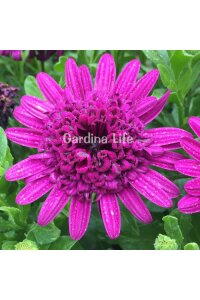 Bodrum Papatya Fidesi  Purple  ( Osteospermum  Erato) - 1