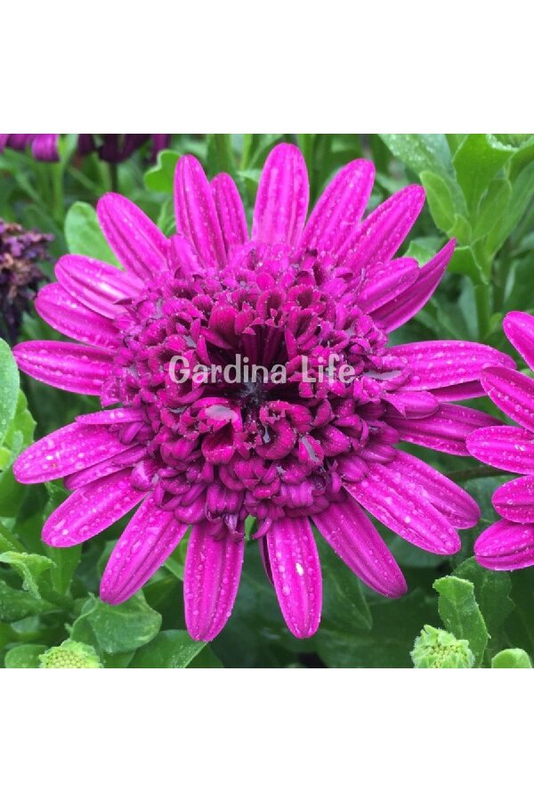 Bodrum Papatya Fidesi  Purple  ( Osteospermum  Erato) - 1