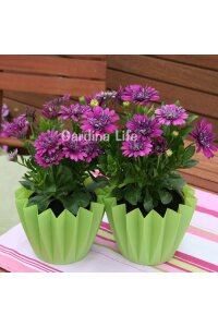 Bodrum Papatya Fidesi  Purple  ( Osteospermum  Erato) - 3