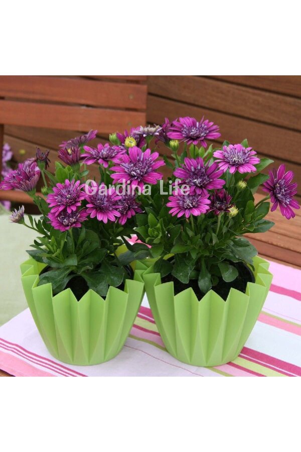 Bodrum Papatya Fidesi  Purple  ( Osteospermum  Erato) - 3