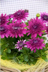 Bodrum Papatya Fidesi  Purple  ( Osteospermum  Erato) - 4