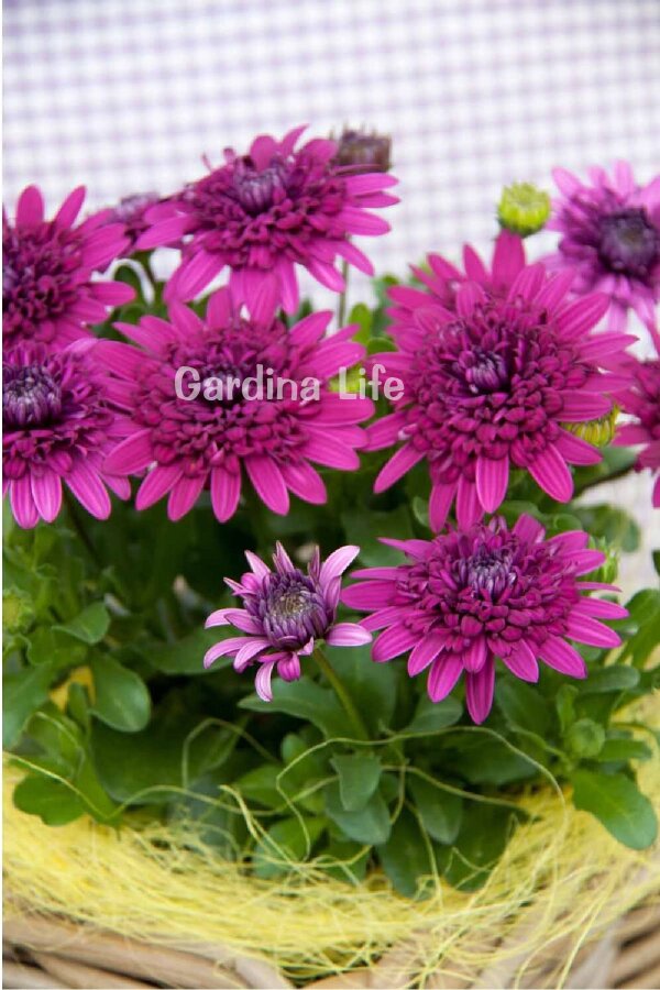 Bodrum Papatya Fidesi  Purple  ( Osteospermum  Erato) - 4