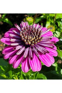 Bodrum Papatya Fidesi  Purple  ( Osteospermum  Erato) - 5