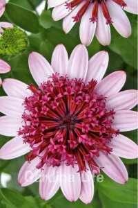Bodrum Papatya Fidesi  Rose  ( Osteospermum  Erato) - 1