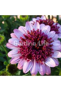 Bodrum Papatya Fidesi  Rose  ( Osteospermum  Erato) - 3