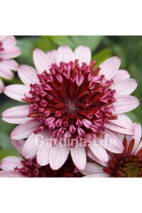 Bodrum Papatya Fidesi  Rose  ( Osteospermum  Erato) - 4
