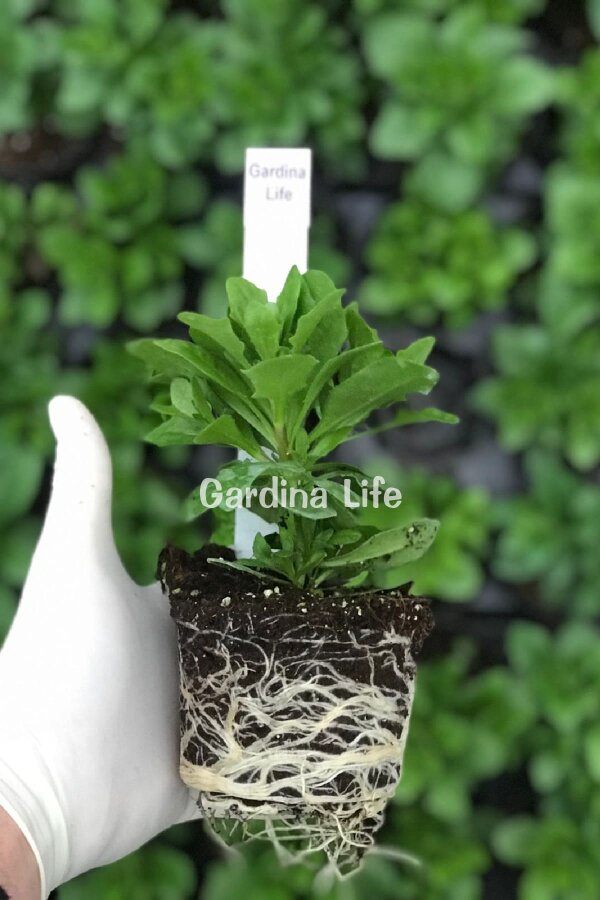 Bodrum Papatya Fidesi  White Blush  ( Osteospermum Double Erato) - 2