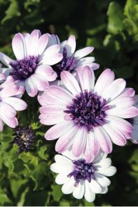 Bodrum Papatya Fidesi  White Blush  ( Osteospermum Double Erato) - 3