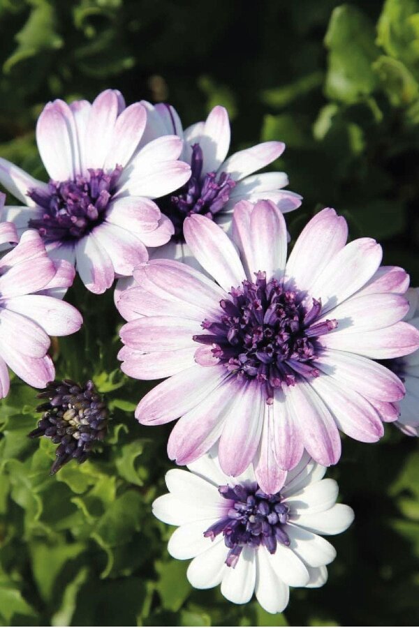 Bodrum Papatya Fidesi  White Blush  ( Osteospermum Double Erato) - 3