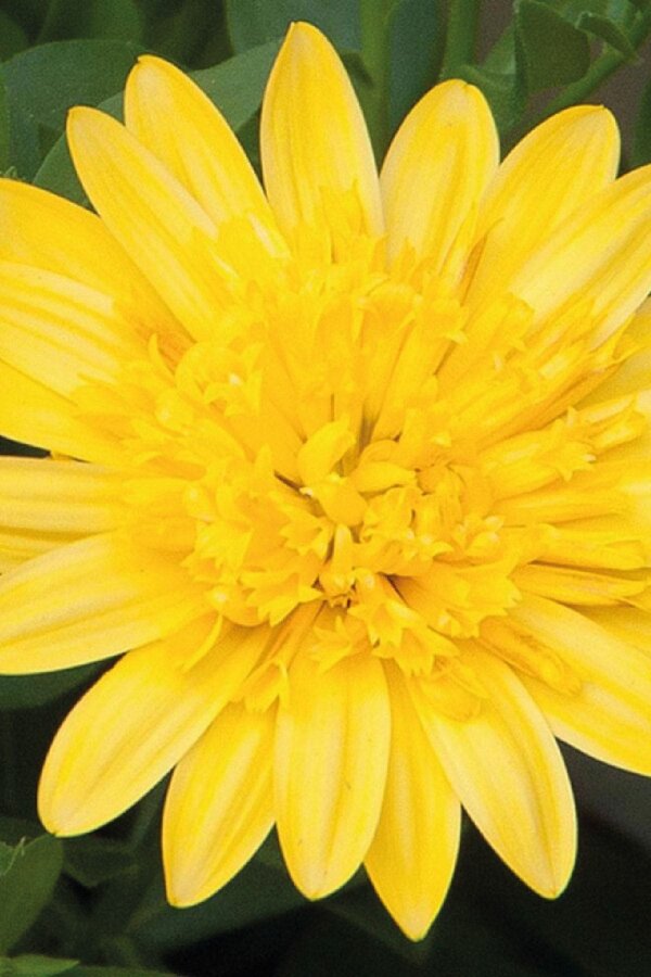 Bodrum Papatya Fidesi  Yellow  ( Osteospermum Double Erato) - 1