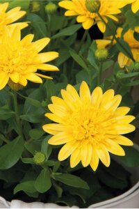 Bodrum Papatya Fidesi  Yellow  ( Osteospermum Double Erato) - 3