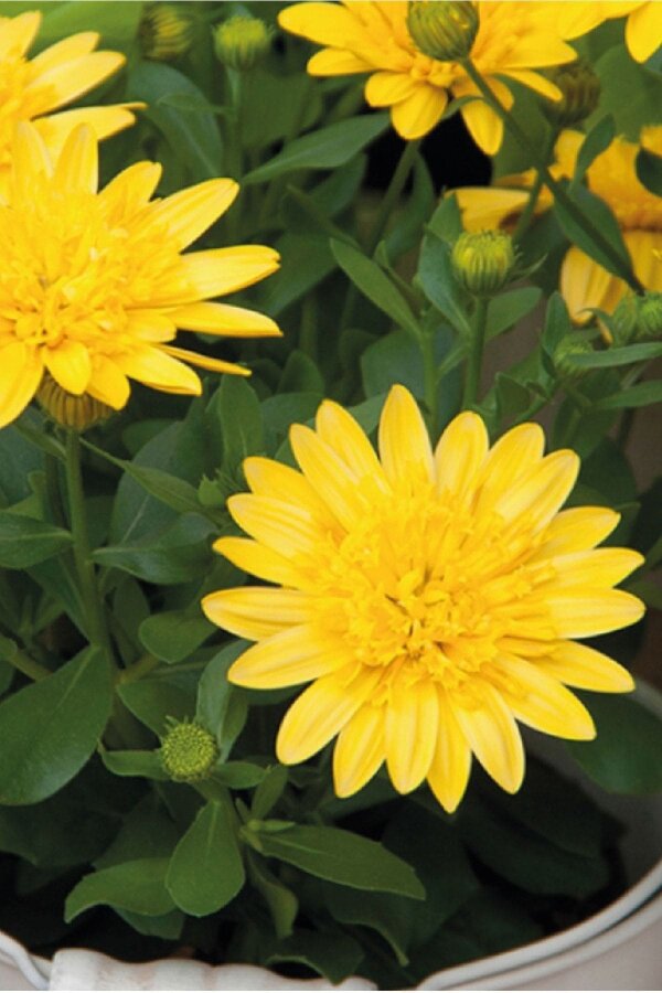 Bodrum Papatya Fidesi  Yellow  ( Osteospermum Double Erato) - 3