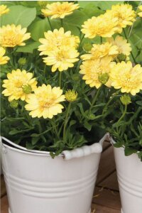 Bodrum Papatya Fidesi  Yellow  ( Osteospermum Double Erato) - 4