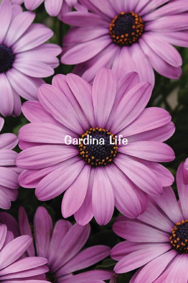 Bodrum papatyası Fidesi ( Osteospermum) Lavender 10 Adet - 1