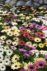 Bodrum papatyası Fidesi ( Osteospermum) Lavender 10 Adet - 3