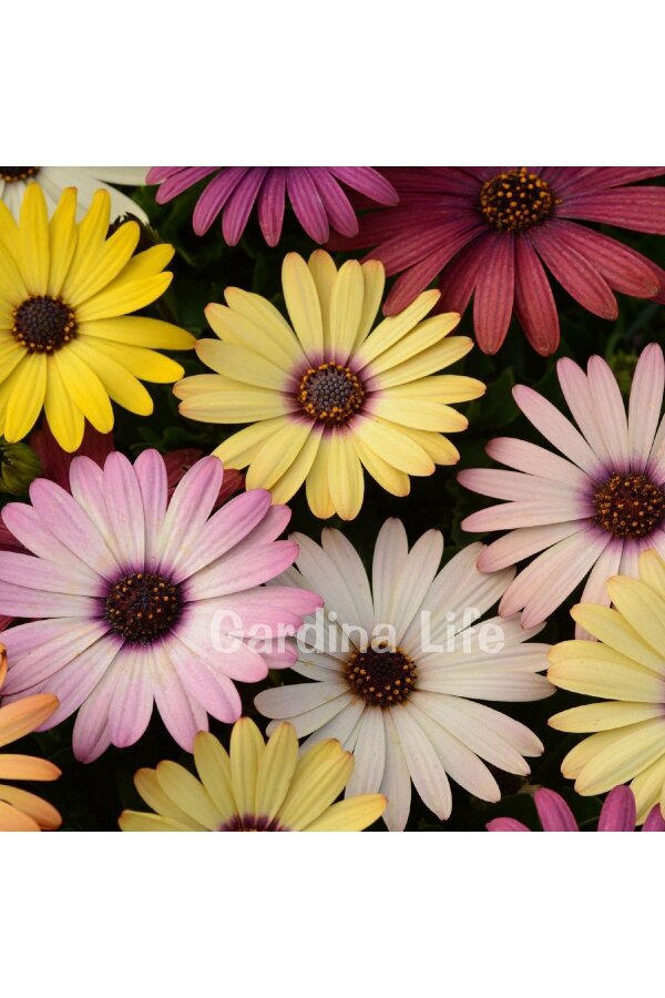 Bodrum papatyası Fidesi ( Osteospermum) Lavender 10 Adet - 5