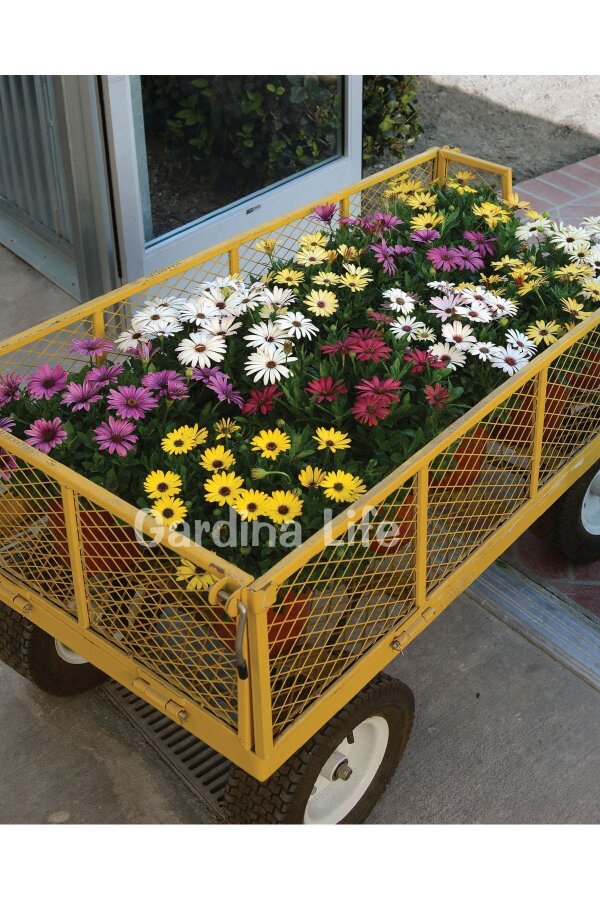 Bodrum papatyası Fidesi ( Osteospermum) Lavender 10 Adet - 6