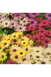 Bodrum papatyası Fidesi ( Osteospermum) Lavender 10 Adet - 7