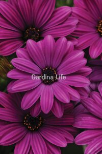 Bodrum papatyası Fidesi ( Osteospermum) Purple 10 Adet - 1