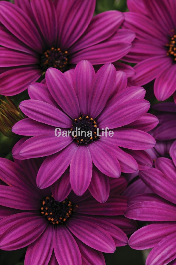 Bodrum papatyası Fidesi ( Osteospermum) Purple 10 Adet - 1